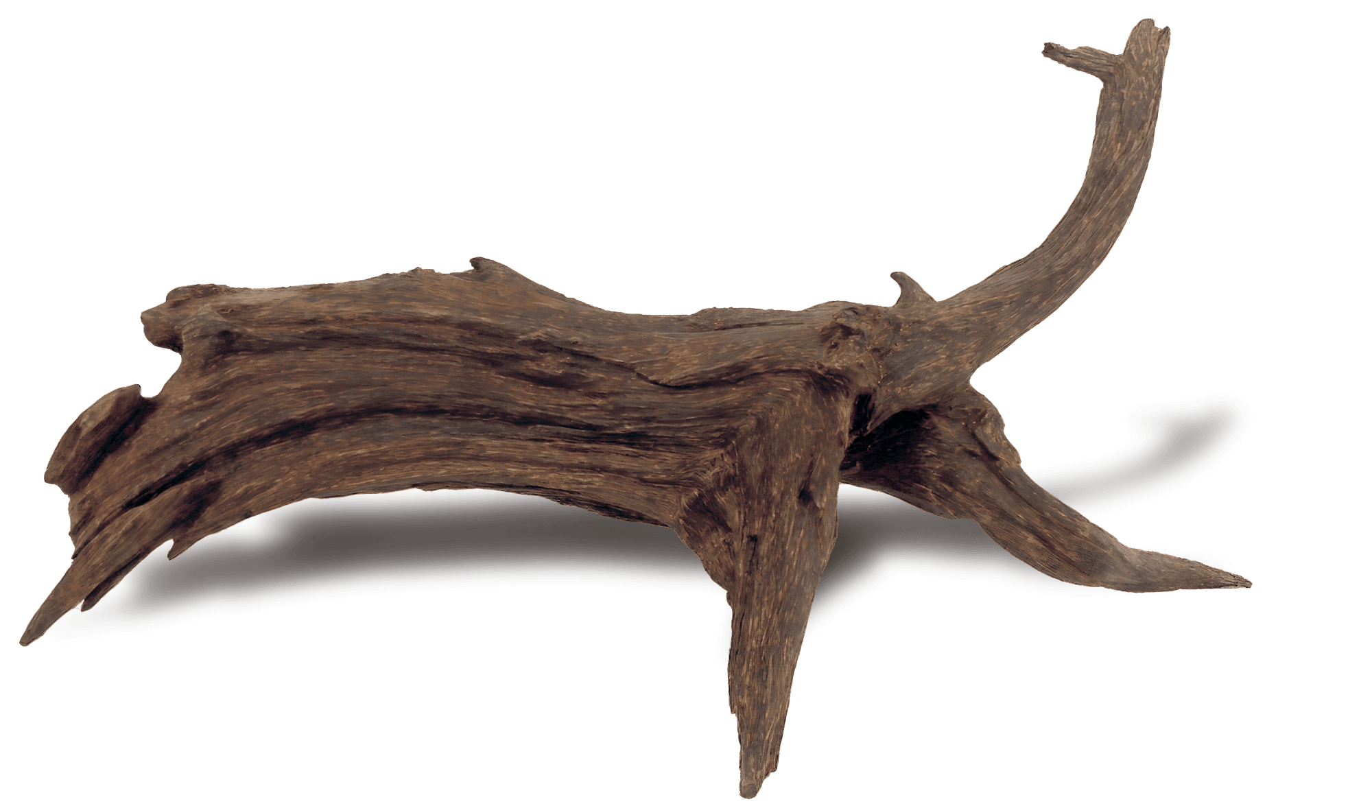 Agarwood Dinosaur Shape